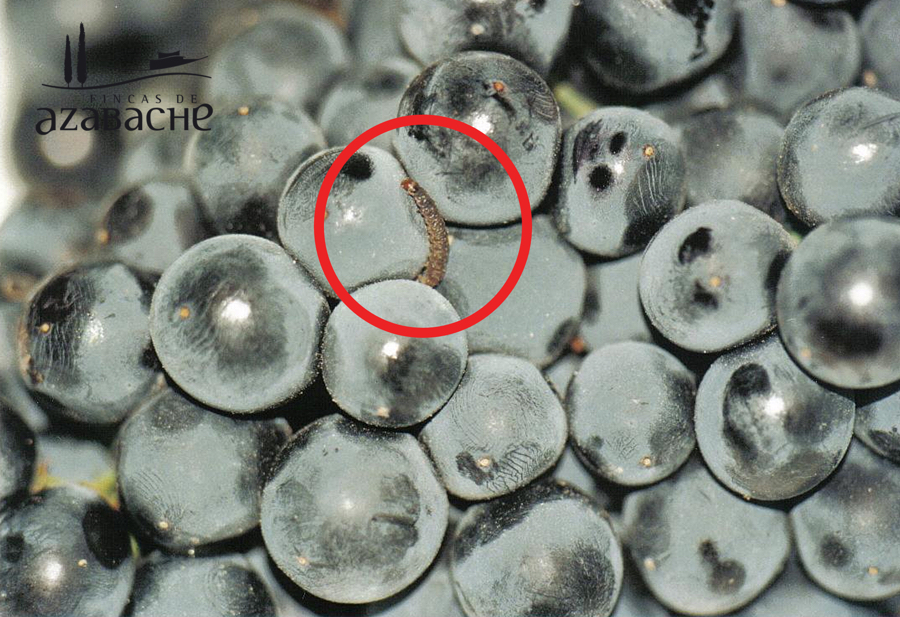 grape berry moth grey rot pheromones ecological treatment vineyard Fincas de Azabache